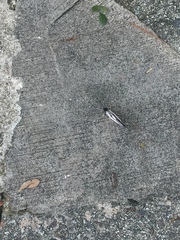 Polyura schreiber