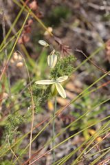 Albuca juncifolia