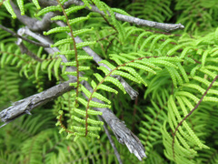 Gleichenia microphylla