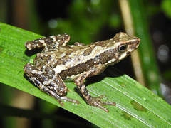 Dendrophryniscus berthalutzae