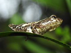 Dendrophryniscus berthalutzae