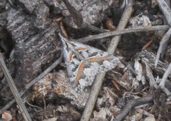 Dichromodes cirrhoplaca