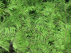 Gleichenia microphylla