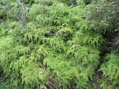 Gleichenia microphylla