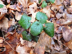 Lamium maculatum