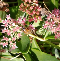 Apis mellifera