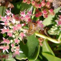 Apis mellifera