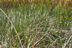 Eleocharis limosa