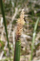 Eleocharis limosa