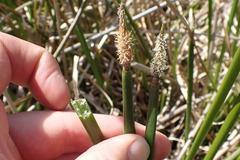 Eleocharis limosa