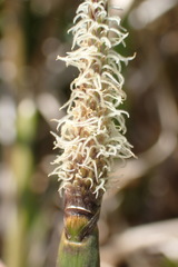 Eleocharis limosa