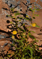 Acacia translucens