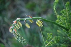 Albuca fragrans
