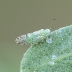 Craspedolepta martini