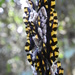 Folicarina bicolor - Photo (c) Sébastien SANT,  זכויות יוצרים חלקיות (CC BY-NC), הועלה על ידי Sébastien SANT