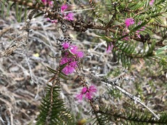 Melaleuca wilsonii