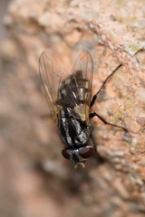 Musca vetustissima