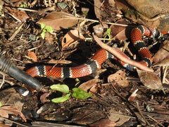Micrurus corallinus