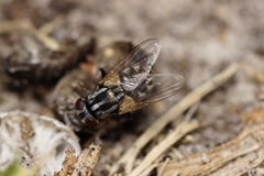 Musca vetustissima