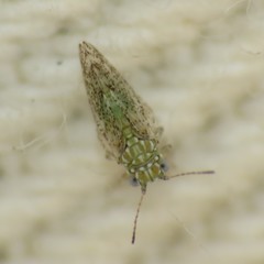 Craspedolepta martini