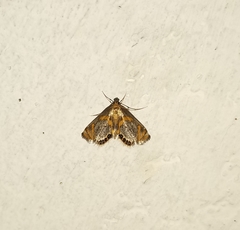 Nymphicula