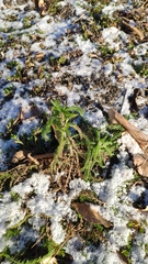 Achillea millefolium