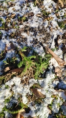 Achillea millefolium