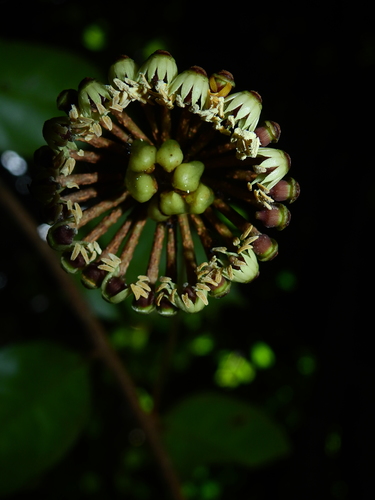 Marcgravia pedunculosa