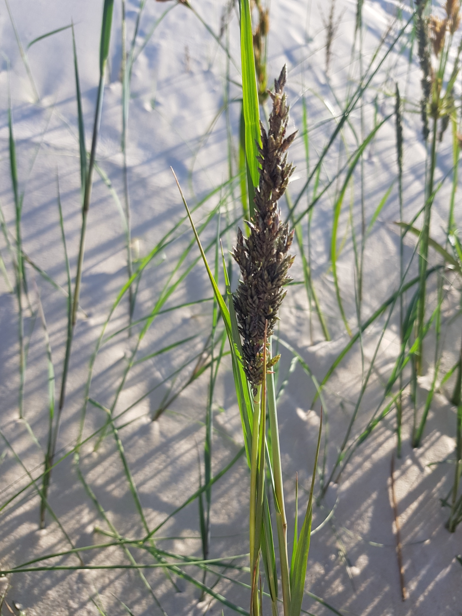 Eragrostis cataclasta