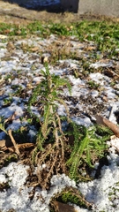 Achillea millefolium