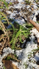 Achillea millefolium
