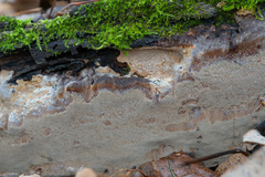 Phellinus laevigatus