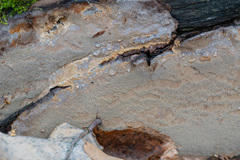 Phellinus laevigatus