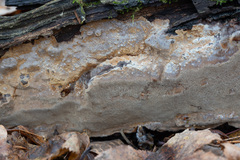 Phellinus laevigatus