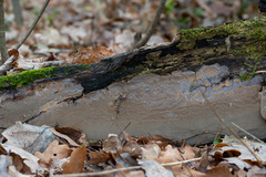 Phellinus laevigatus