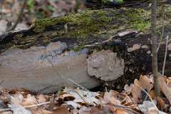 Phellinus laevigatus