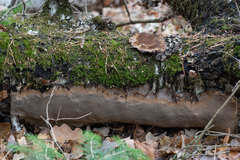 Phellinus laevigatus