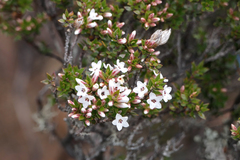 Epacris serpyllifolia