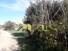 Ailanthus