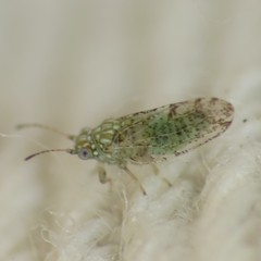 Craspedolepta martini