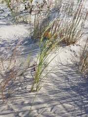 Panicum racemosum