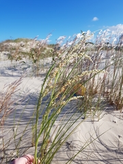 Panicum racemosum