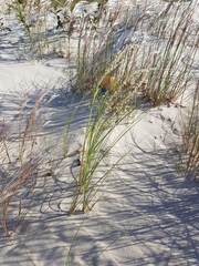 Panicum racemosum