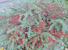 Cotoneaster hjelmqvistii