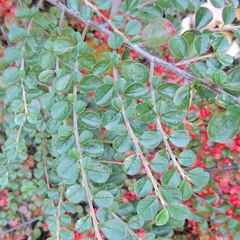 Cotoneaster hjelmqvistii