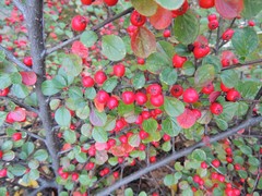 Cotoneaster hjelmqvistii