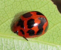 Paropsisterna octomaculata