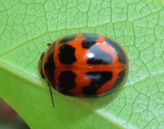 Paropsisterna octomaculata