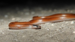 Tantilla atriceps
