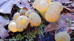 Hypomyces leotiicola